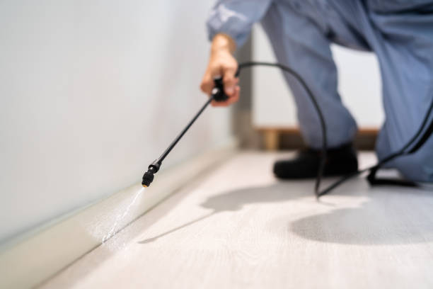 Licensed Wasp Removal service in Forsgate, NJ - Show Me Pest Control
